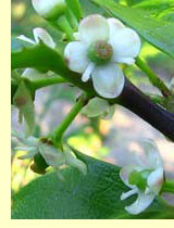 Падуб гладкий (Ilex glabra) Падуб гладкий (Ilex glabra)